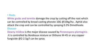 • Pests.
White grubs and termite damage the crop by cutting off the root which
can be controlled by broad casting phorate 10G @10kg/ha . Aphid also
attack the crop and can be controlled by spraying 0.2% Dimethoate.
Disease-
Downy mildew is the major disease caused by Peronospora plantaginis
.It is controlled by Bordeaux mixture or Dithane M-45 or any copper
fungicide @2-2.5g/l can be spray.
 