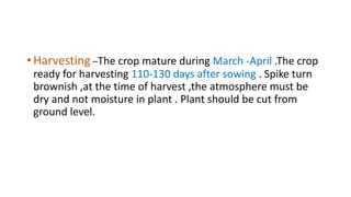 •Harvesting –The crop mature during March -April .The crop
ready for harvesting 110-130 days after sowing . Spike turn
brownish ,at the time of harvest ,the atmosphere must be
dry and not moisture in plant . Plant should be cut from
ground level.
 