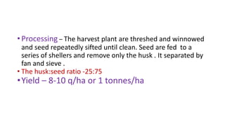 •Processing – The harvest plant are threshed and winnowed
and seed repeatedly sifted until clean. Seed are fed to a
series of shellers and remove only the husk . It separated by
fan and sieve .
• The husk:seed ratio -25:75
•Yield – 8-10 q/ha or 1 tonnes/ha
 