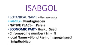 ISABGOL
•BOTANICAL NAME –Plantago ovata
•FAMILY- Plantaginacea
•NATIVE PLACE- Persia
•ECONOMIC PART- Husk , Seed
•Chromosome number (2n)- 8
•local Name –Blond Psyllium,spogel seed
,Snigdhabijab
 