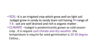 •SOIL- It is an irrigated crop which grow well on light soil
.Isabgol grow in sandy to sandy loam soil having PH range of
7-8 . soil are well drained and rich is organic matter .
•CLIMATE –Isabgol is predominantly grown as cold season
crop . It is require cool climate and dry weather .the
temperature is require for seed germination is 20-30 degree
Celsius ,
 