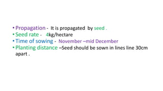 •Propagation - It is propagated by seed .
•Seed rate - 4kg/hectare
•Time of sowing - November –mid December
•Planting distance –Seed should be sown in lines line 30cm
apart .
 
