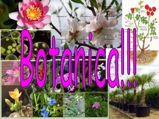 Botanica!!! 