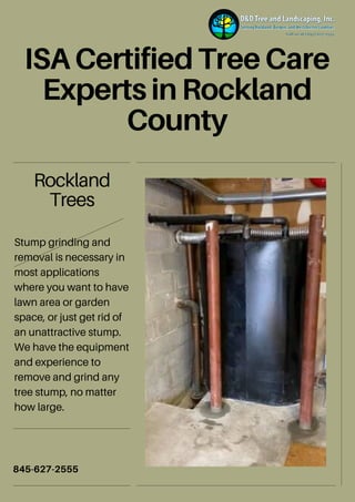 ISA Certified Tree Care
Experts in Rockland
County
845-627-2555
Rockland
Trees
Stump grinding and
removal is necessary in
most applications
where you want to have
lawn area or garden
space, or just get rid of
an unattractive stump.
We have the equipment
and experience to
remove and grind any
tree stump, no matter
how large.
 