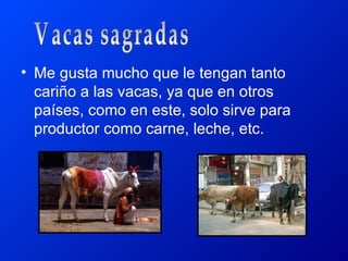 • Me gusta mucho que le tengan tanto
  cariño a las vacas, ya que en otros
  países, como en este, solo sirve para
  productor como carne, leche, etc.
 