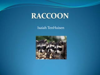 RACCOON Isaiah TenHuisen 