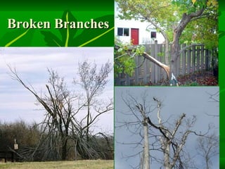 Broken Branches 