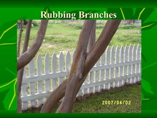 Rubbing Branches 
