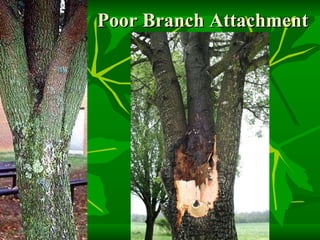 Poor Branch Attachment 