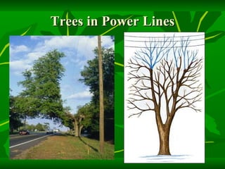 Trees in Power Lines 