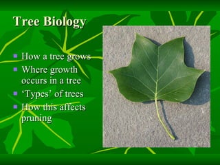 Tree Biology How a tree grows Where growth occurs in a tree ‘Types’ of trees How this affects pruning 