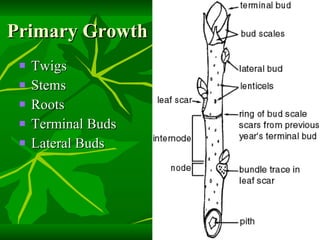 Primary Growth Twigs Stems Roots Terminal Buds Lateral Buds 