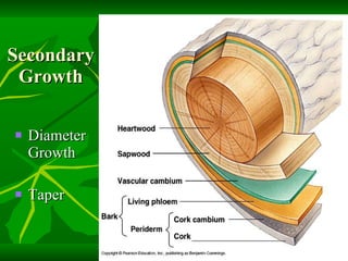 Secondary Growth Diameter Growth Taper 