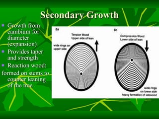 Secondary Growth Growth from cambium for diameter (expansion) Provides taper and strength Reaction wood:  formed on stems to counter leaning of the tree 