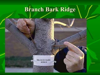 Branch Bark Ridge 