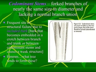 Codominant Stems  – forked branches of nearly the same size in diameter and lacking a normal branch union Frequent site of structural failure due to  included bark   [bark that becomes embedded in a crotch between branch and trunk or between codominant stems and causes a weak structure] Hmmm…what tree tends to form these? 