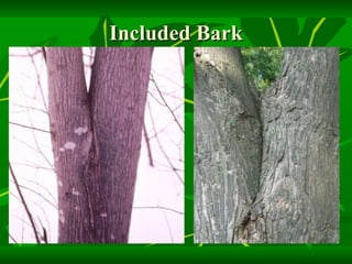 Included Bark 