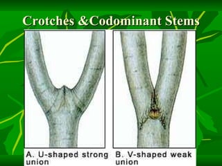 Crotches &Codominant Stems 