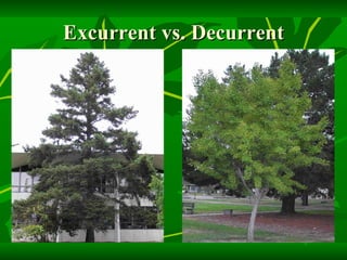 Excurrent vs. Decurrent 