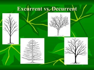 Excurrent vs. Decurrent 