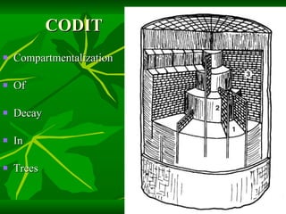 CODIT Compartmentalization Of Decay In Trees 