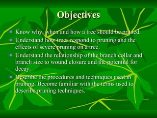 Objectives Know why, when and how a tree should be pruned. Understand how trees respond to pruning and the effects of severe pruning on a tree. Understand the relationship of the branch collar and branch size to wound closure and the potential for decay. Describe the procedures and techniques used in pruning. Become familiar with the terms used to describe pruning techniques. 