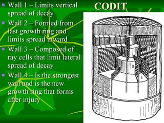 CODIT Wall 1 – Limits vertical spread of decay Wall 2 – Formed from last growth ring and limits spread inward Wall 3 – Composed of ray cells that limit lateral spread of decay Wall 4 – Is the strongest wall and is the new growth ring that forms after injury 
