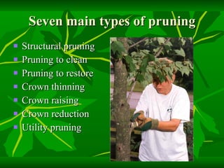Seven main types of pruning Structural pruning Pruning to clean Pruning to restore Crown thinning Crown raising Crown reduction Utility pruning 