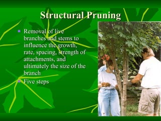 Structural Pruning Removal of live branches and stems to influence the growth, rate, spacing, strength of attachments, and ultimately the size of the branch Five steps 