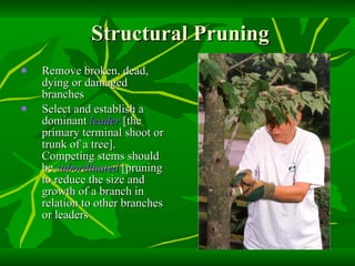 Structural Pruning Remove broken, dead, dying or damaged branches Select and establish a dominant  leader  [the primary terminal shoot or trunk of a tree]. Competing stems should be  subordinated  [pruning to reduce the size and growth of a branch in relation to other branches or leaders 