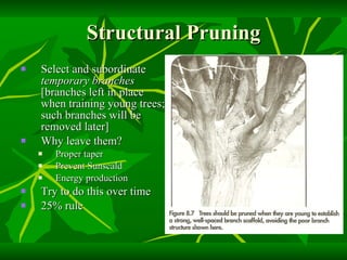 Structural Pruning Select and subordinate  temporary branches  [branches left in place when training young trees; such branches will be removed later] Why leave them? Proper taper Prevent Sunscald Energy production Try to do this over time 25% rule 