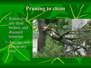 Pruning to clean Removal of any dead, broken, and diseased branches Any age and almost any time 