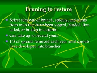 Pruning to restore Select removal of branch, sprouts, and stems from trees that have been topped, headed, lion tailed, or broken in a storm Can take up to several years 1/3 of sprouts removed each year until sprouts have developed into branches 