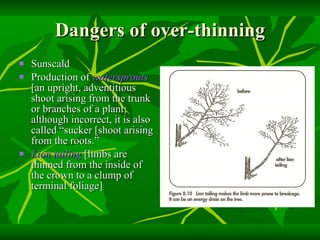 Dangers of over-thinning Sunscald Production of  watersprouts  [an upright, adventitious shoot arising from the trunk or branches of a plant; although incorrect, it is also called “sucker [shoot arising from the roots.” Lion tailing  [limbs are thinned from the inside of the crown to a clump of terminal foliage] 
