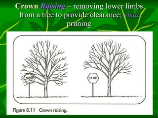Crown  Raising  – removing lower limbs from a tree to provide clearance;  vista   pruning 