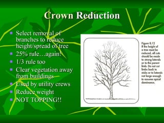 Crown  Reduction Select removal of branches to reduce height/spread of tree 25% rule…again! 1/3 rule too Clear vegetation away from buildings Used by utility crews Reduce weight NOT TOPPING!! 
