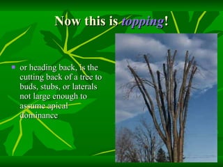 Now this is  topping ! or heading back, is the cutting back of a tree to buds, stubs, or laterals not large enough to assume apical dominance 