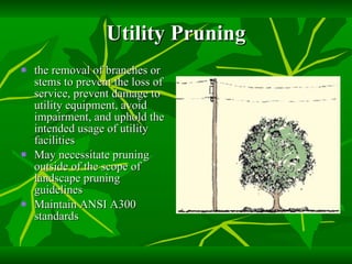 Utility Pruning the removal of branches or stems to prevent the loss of service, prevent damage to utility equipment, avoid impairment, and uphold the intended usage of utility facilities May necessitate pruning outside of the scope of landscape pruning guidelines Maintain ANSI A300 standards 