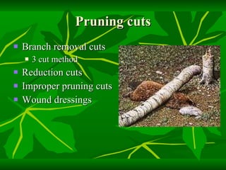 Pruning cuts Branch removal cuts 3 cut method Reduction cuts Improper pruning cuts  Wound dressings 