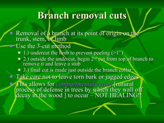 Branch removal cuts Removal of a branch at its point of origin on the trunk, stem, or limb Use the 3-cut method 1.) undercut the limb to prevent peeling (>1”) 2.) outside the undercut, begin 2 nd  cut from top of branch to remove it and leave a stub 3.) final cut is made just outside the branch collar Take care not to leave torn bark or jagged edges This allows for  compartmentalization   [natural process of defense in trees by which they wall off decay in the wood ] to occur – NOT HEALING!! 