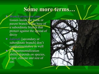 Some more terms… Branch protection zone  – tissues inside the trunk or parent branch at the base of a subordinate branch that protect against the spread of decay Laterals  [secondary or subordinate branch] don’t compartmentalize as well Compartmentalization ability depends on species, vigor, climate and size of cut. 