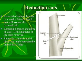 Reduction cuts Removal of stem or branch to a smaller lateral branch that will assume the terminal role Remaining branch should be at least 1/3 the diameter of the stem removed Reducing a lateral should bisect the angle between the branch bark ridge 