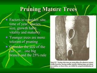Pruning Mature Trees Factors to consider: site, time of year, species, size, growth habit, vitality and maturity Younger trees are more tolerant of pruning Consider the size of the cut…or…one big branch and the 25% rule 