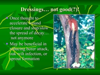 Dressings… not good(?)! Once thought to accelerate wound closure and stop/slow the spread of decay…  not anymore May be beneficial in reducing borer attack, oak wilt infection, or sprout formation 