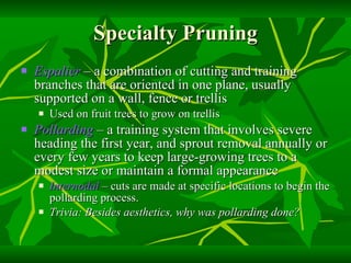 Specialty Pruning Espalier  – a combination of cutting and training branches that are oriented in one plane, usually supported on a wall, fence or trellis Used on fruit trees to grow on trellis Pollarding  – a training system that involves severe heading the first year, and sprout removal annually or every few years to keep large-growing trees to a modest size or maintain a formal appearance Internodal  – cuts are made at specific locations to begin the pollarding process. Trivia: Besides aesthetics, why was pollarding done? 