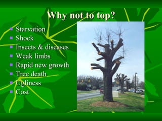 Why not to top? Starvation Shock Insects & diseases Weak limbs Rapid new growth Tree death Ugliness Cost 