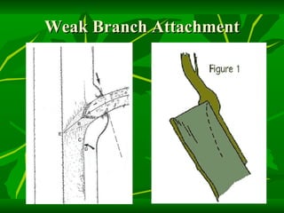 Weak Branch Attachment 