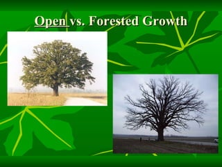 Open  vs. Forested Growth 