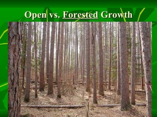 Open vs.  Forested  Growth 