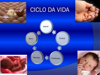 CICLO DA VIDA

 